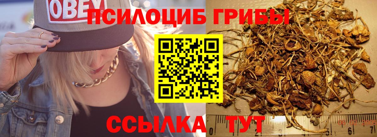 купить наркотики цена  Псилоцибиновые грибы Psilocybine cubensis  Вход с VPN  Кириши 